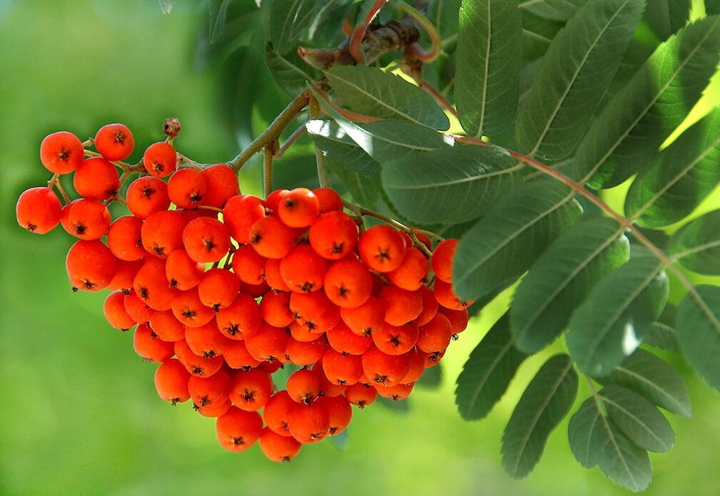 Τα φύλλα Rowan χρησιμοποιούνται ως κομπρέσα σε νύχια που έχουν προσβληθεί από μύκητες. 