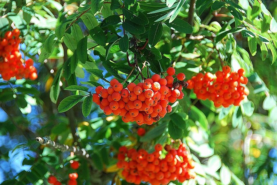 Φύλλα Rowan στην καταπολέμηση του μύκητα